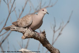 Eurasian Collared Dove<br><i>Streptopelia decaocto decaocto</i>