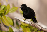 Red-Winged Blackbird<br><i>Agelaius phoeniceus floridanus</i>