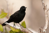 Red-Winged Blackbird<br><i>Agelaius phoeniceus floridanus</i>