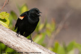 Red-Winged BlackbirdAgelaius phoeniceus floridanus