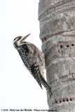 Yellow-Bellied Sapsucker<br><i>Sphyrapicus varius</i>