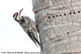 Woodpeckers  (Spechten)