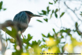 Green Heron<br><i>Butorides virescens virescens</i>