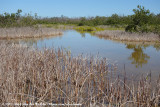 Florida Mangrove