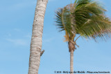 Yellow-Bellied Sapsucker<br><i>Sphyrapicus varius</i>