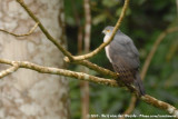 Little Sparrowhawk<br><i>Accipiter minullus</i>