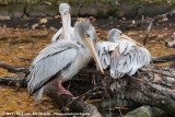 Pink-Backed Pelican<br><i>Pelecanus rufescens</i>