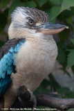 Blue-Winged Kookaburra<br><i>Dacelo leachii ssp.</i>