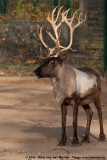 Reindeer<br><i>Rangifer tarandus fm. domesticus</i>