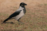 Hooded Crow<br><i>Corvus cornix cornix</i>