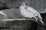 Griffon Vulture<br><i>Gyps fulvus fulvus</i>