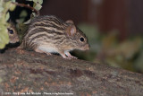 Barbary Striped Grass Mouse<br><i>Lemniscomys barbarus</i>