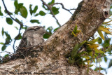 Papuan Frogmouth<br><i>Podargus papuensis</i>