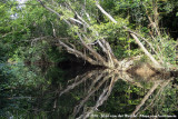 Daintree River