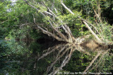 Daintree River