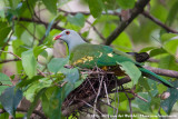 Wompoo Fruit DovePtilinopus magnificus keri