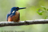 Azure Kingfisher<br><i>Ceyx azureus azureus</i>