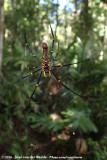 Golden Orb-Web Spider<br><i>Nephila pilipes</i>