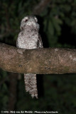 Papuan Frogmouth<br><i>Podargus papuensis</i>