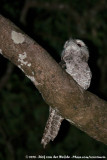 Papuan Frogmouth<br><i>Podargus papuensis</i>