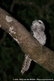 Papuan FrogmouthPodargus papuensis