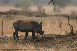 Common Warthog<br><i>Phacochoerus africanus massaicus</i>