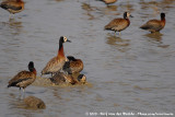 White-Faced Whistling Duck<br><i>Dendrocygna viduata</i>