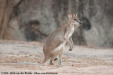 Agile Wallaby<br><i>Notamacropus agilis jardinii</i>