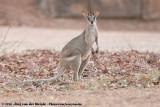 Agile Wallaby<br><i>Notamacropus agilis jardinii</i>