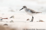 Western Sandpiper<br><i>Calidris mauri</i>