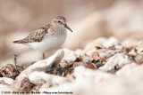 Least Sandpiper<br><i>Calidris minutilla</i>