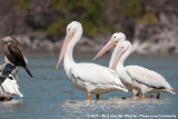 American White Pelican<br><i>Pelecanus erythrorhynchos</i>