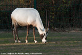 Arabian Oryx<br><i>Oryx leucoryx</i>