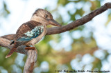 Blue-Winged Kookaburra<br><i>Dacelo leachii leachii</i>