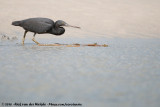 Pacific Reef Heron<br><i>Egretta sacra sacra</i>