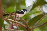 Frill-Necked Monarch<br><i>Arses lorealis</i>