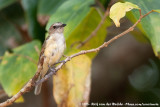 Grey Whistler<br><i>Pachycephala simplex peninsulae</i>