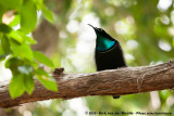 Magnificent Riflebird<br><i>Ptiloris magnificus alberti</i>