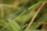 Azure Damselfly<br><i>Coenagrion puella puella</i>