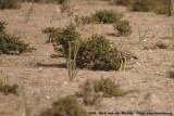 Eurasian Stone-Curlew<br><i>Burhinus oedicnemus saharae</i>