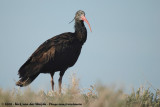 Northern Bald Ibis<br><i>Geronticus eremita</i>