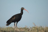 Northern Bald Ibis<br><i>Geronticus eremita</i>