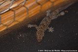 Moreaus Tropical House Gecko<br><i>Hemidactylus mabouia</i>