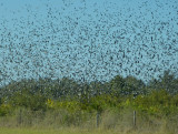Tree Swallows