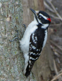 Downy Woodpecker