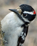 Downy Woodpecker