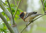 Bay-breasted Warbler
