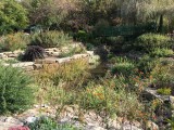 Fall: Overland Park Botanical Garden