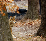 urban-coyote.jpg