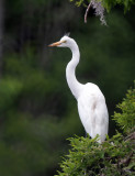 1024Egret1.jpg